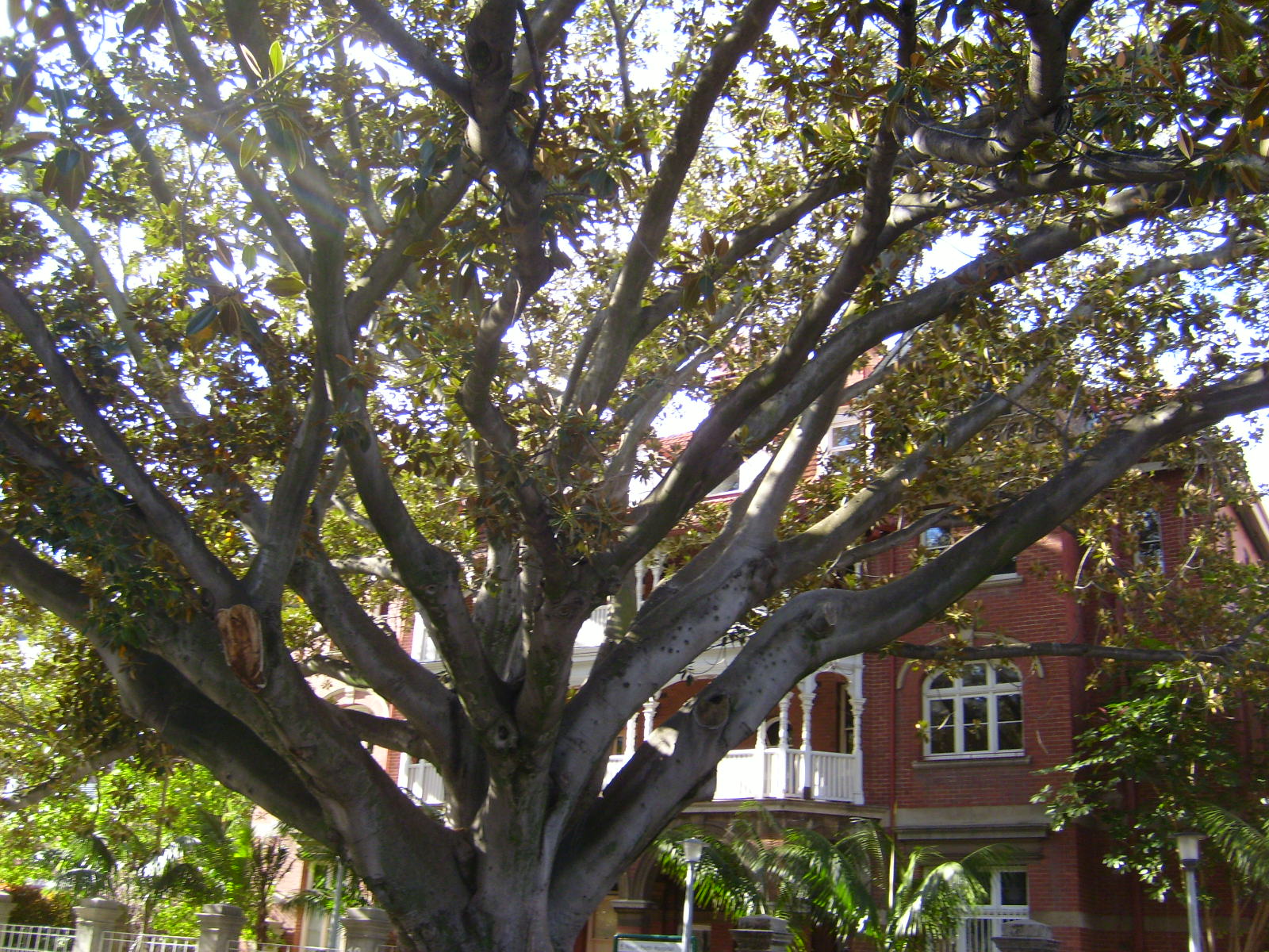 a big tree in front of a red brick house