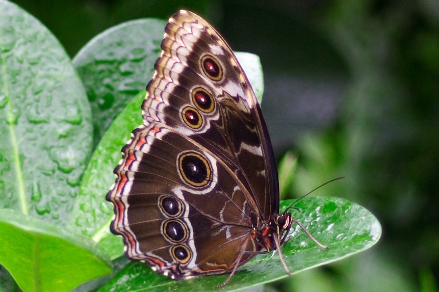 a brown erfly sits on top of a green leaf