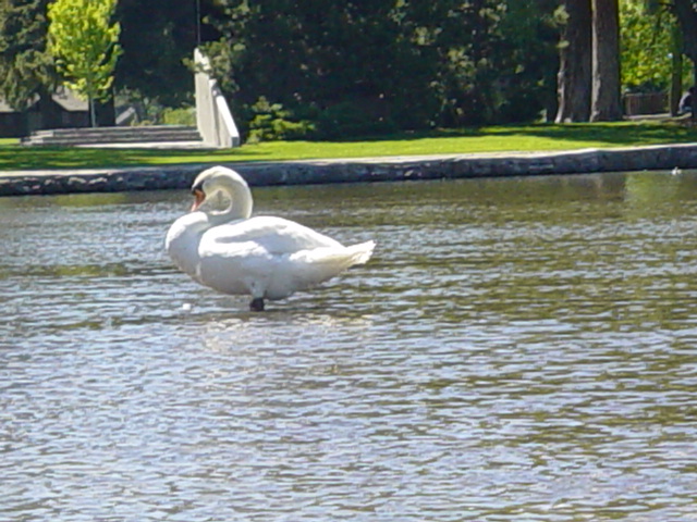 a large swan standing in the water next to a statue
