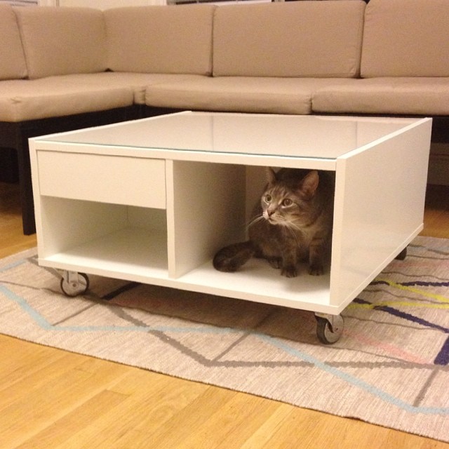 a white coffee table with a cat sitting in it