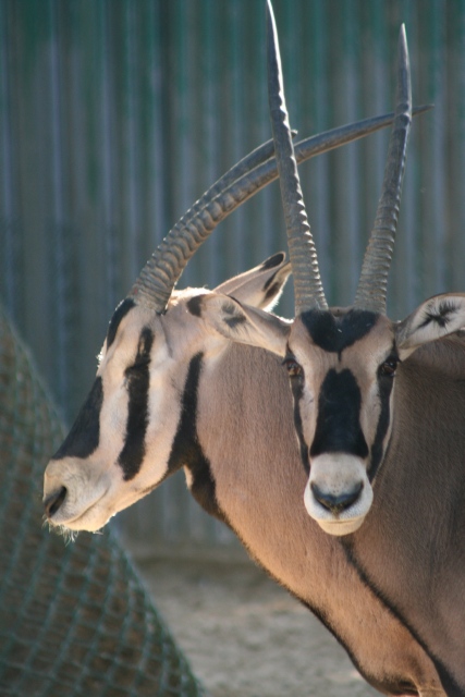 two antelope looking around while standing in an enclosure