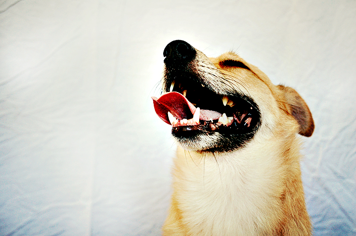 a brown and black dog with it's mouth open