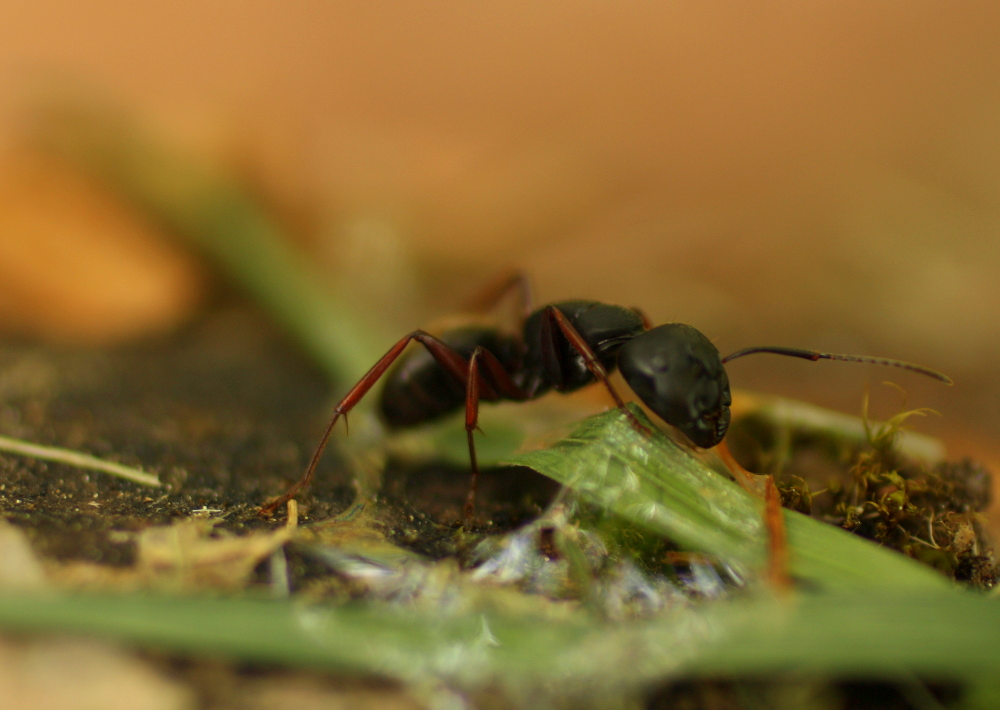 a close up image of a small ant ant insect crawling along on some vegetation