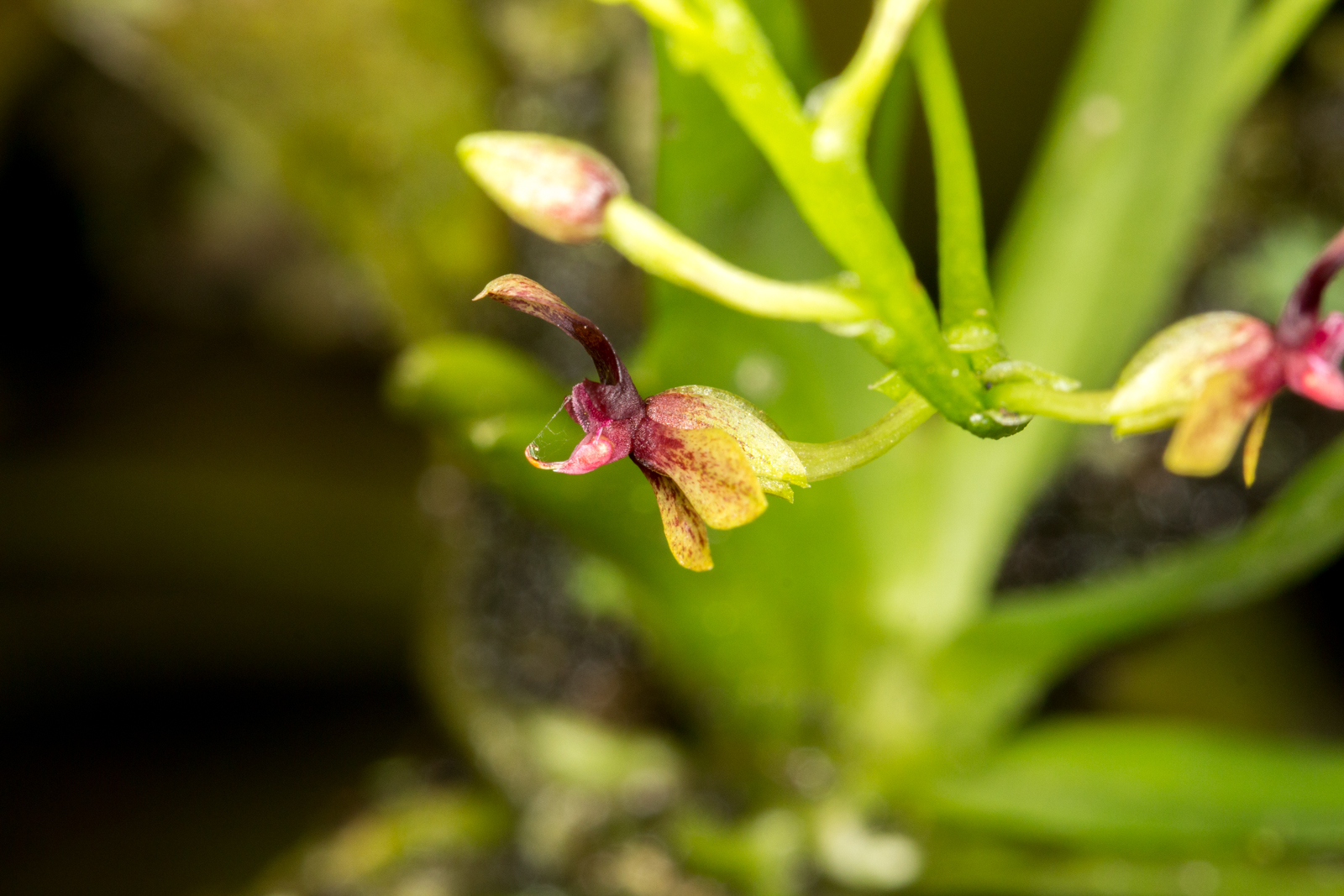 small red flowers growing on the tops of the stems