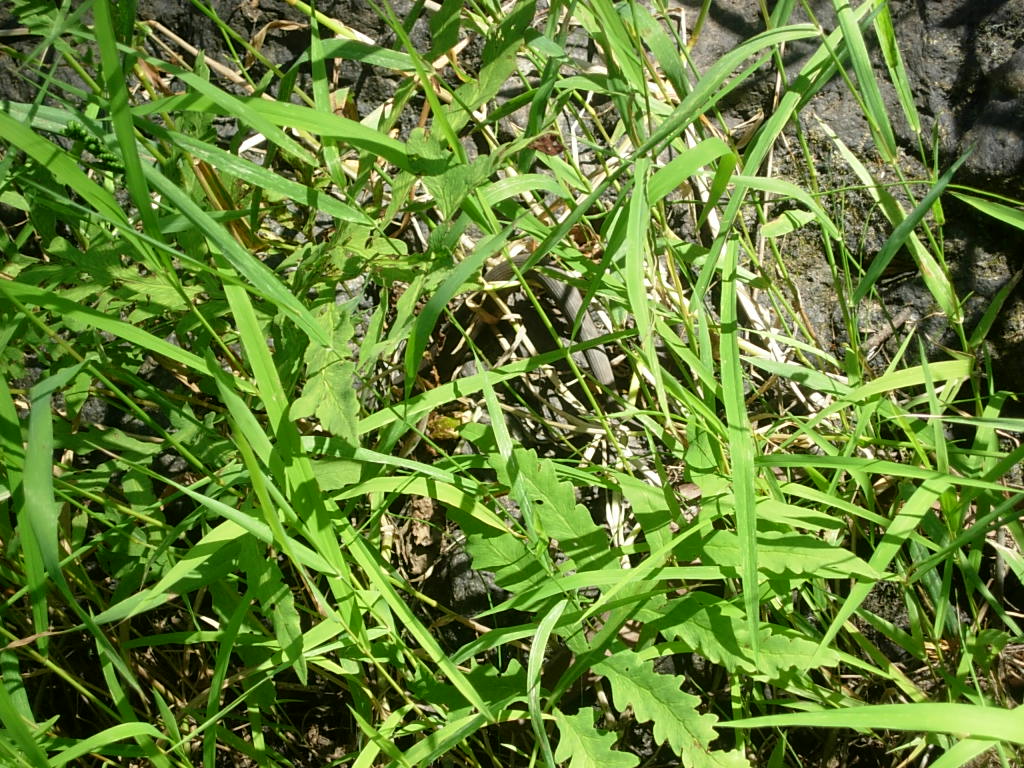 a piece of wood and grass that is laying on the ground