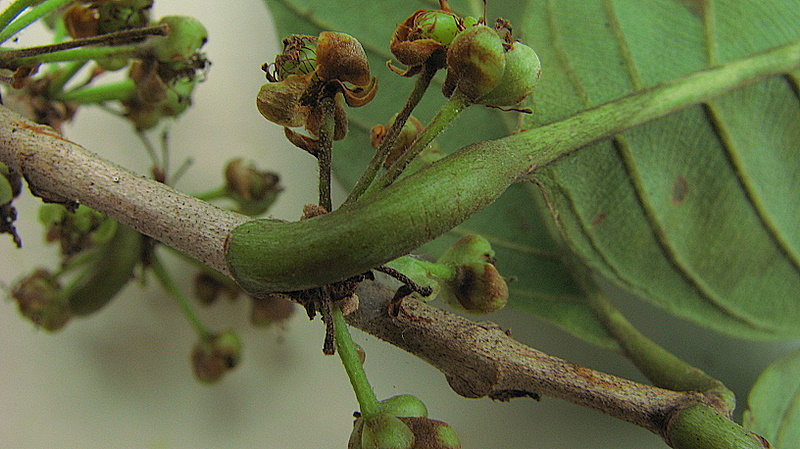 close up of buds on the end of a plant