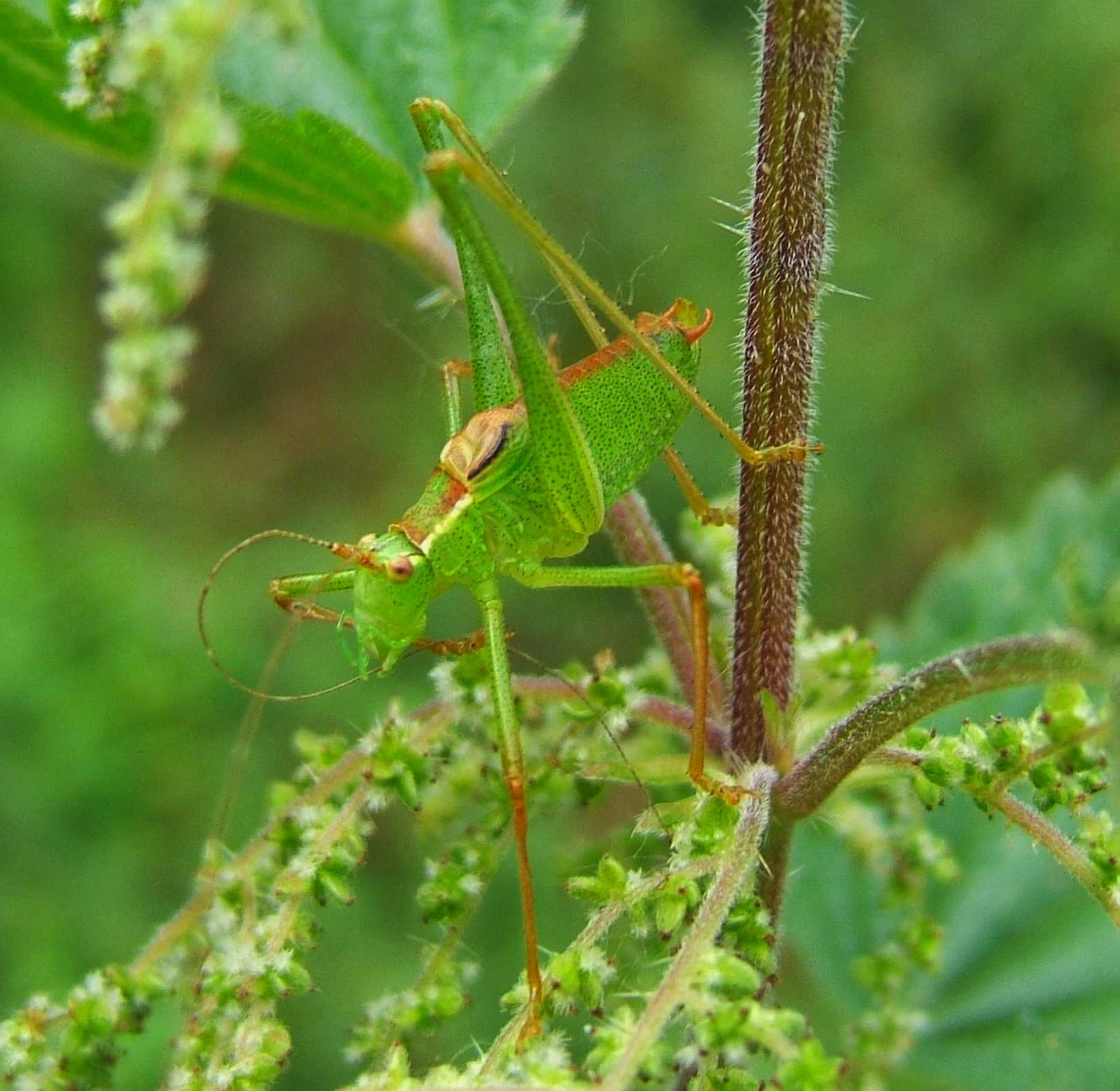 an adult green bug standing on top of a leaf covered forest