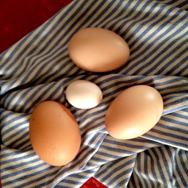 three brown eggs placed on a blue and white striped towel