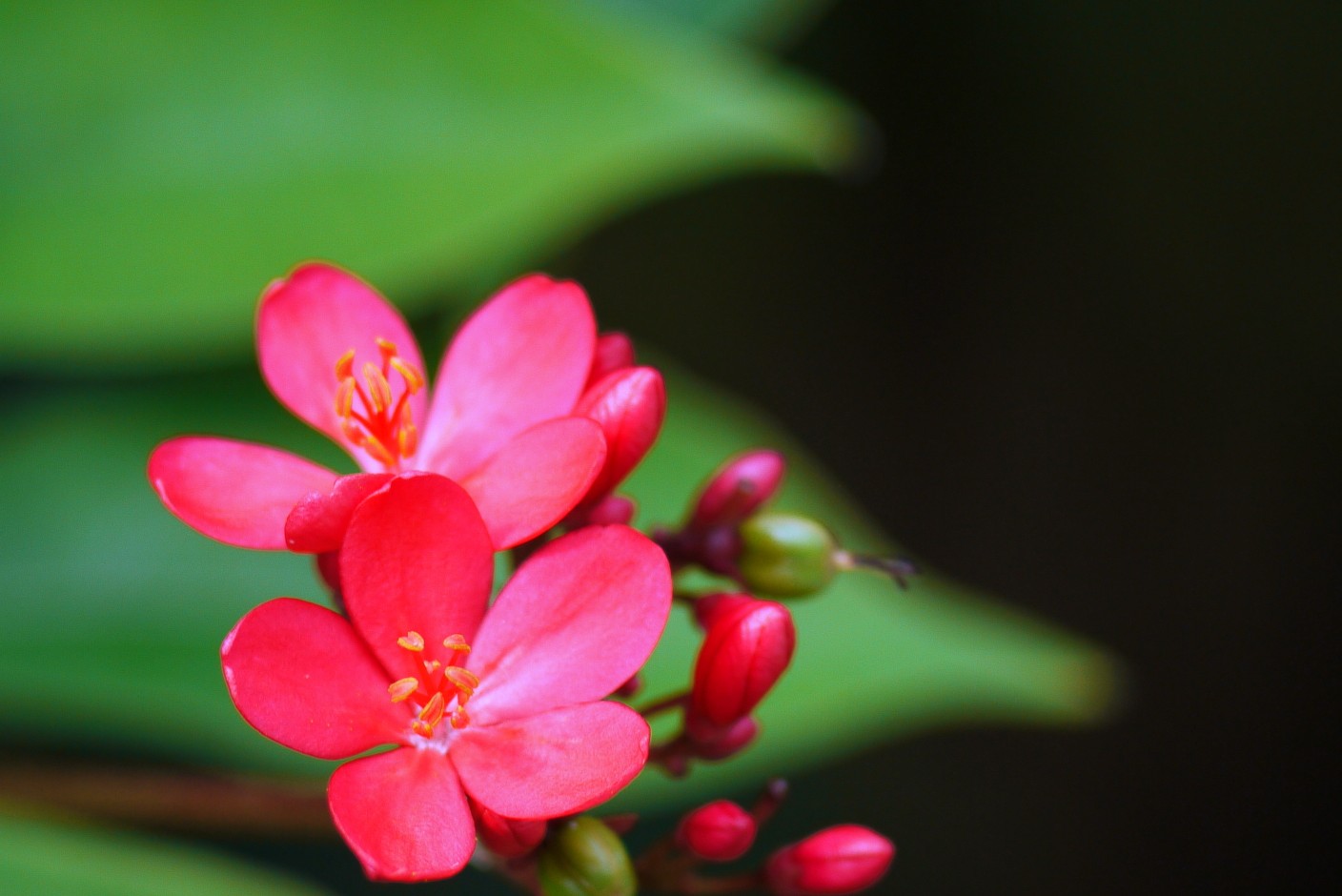 small red flowers near some green leaves