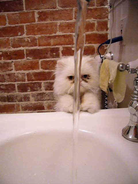 the kitten is sitting in the sink and water pouring from it
