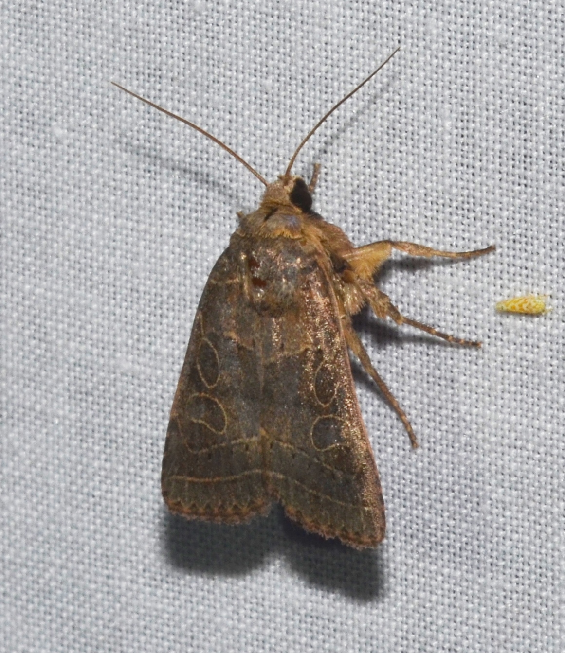 a brown moth with no wings sitting on a piece of cloth