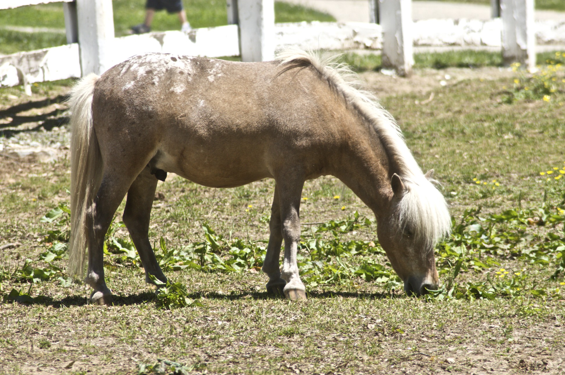 the horse is eating the grass in the pasture