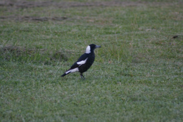a black and white bird is standing in a field