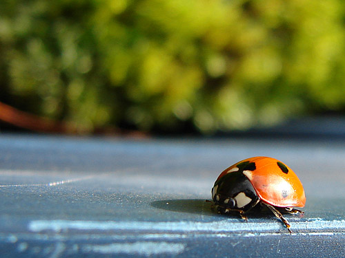 a lady bug resting on the table outside