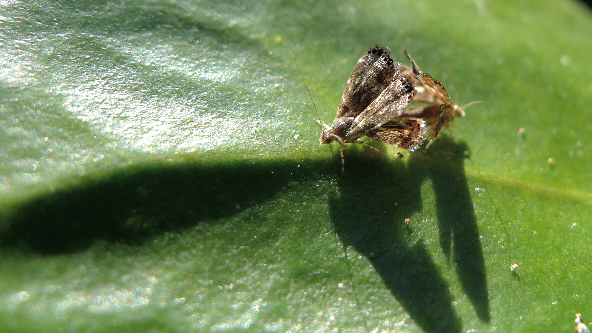 a very cute bug on some kind of leaf