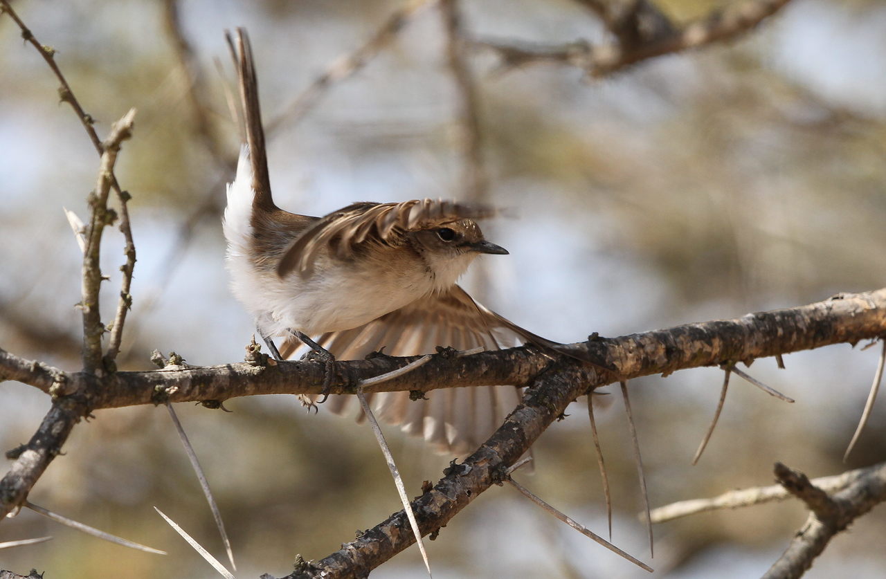 a bird that is sitting on top of a tree nch