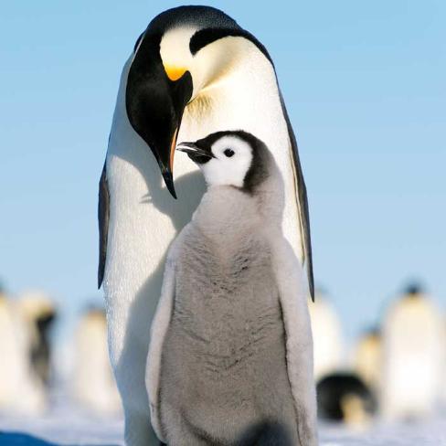 a baby penguin stands with its parent on the ice