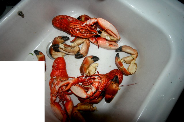 a group of lobsters in a tub are in water