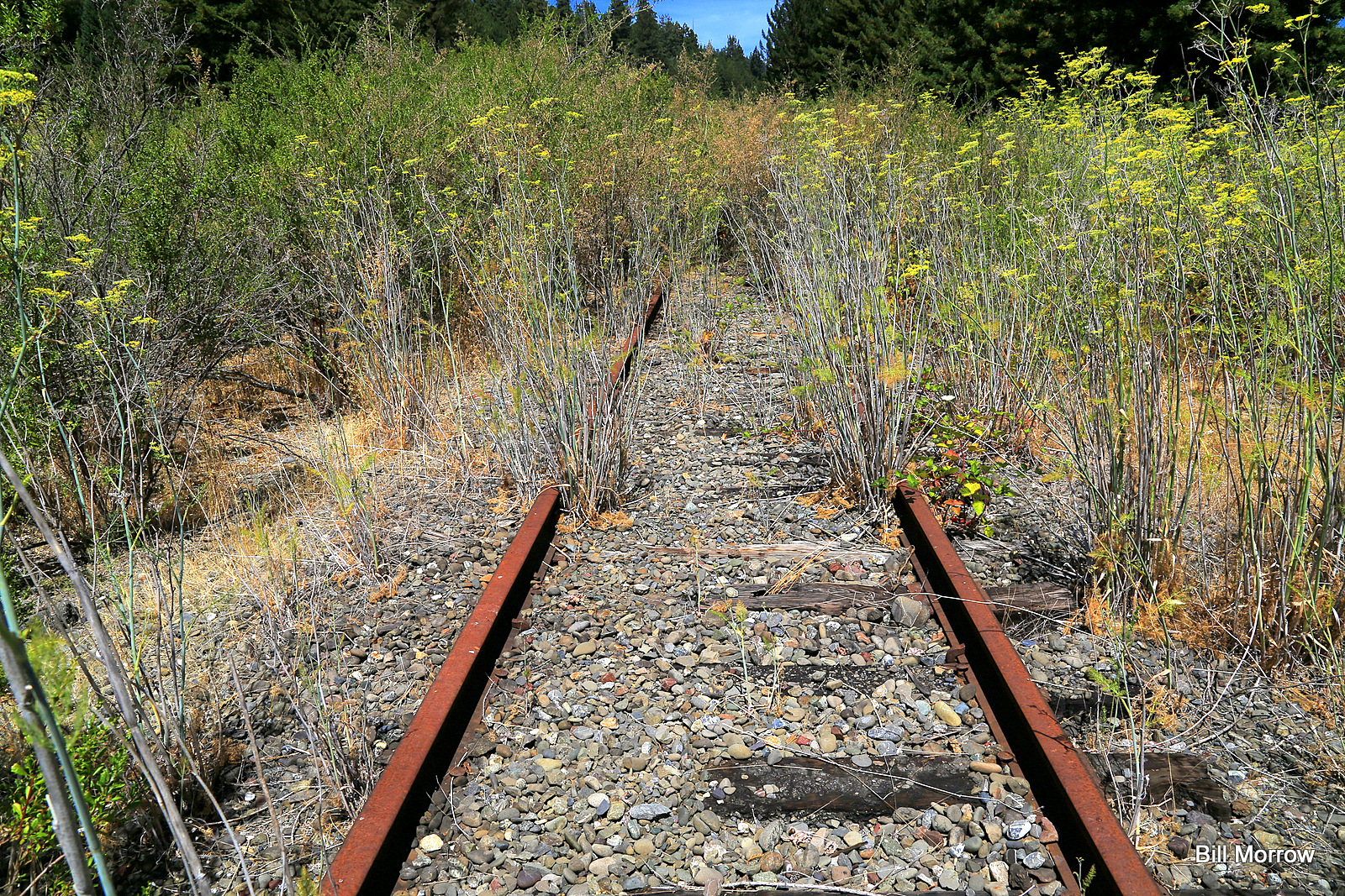a railway line running through the trees with some rocks and dead plants