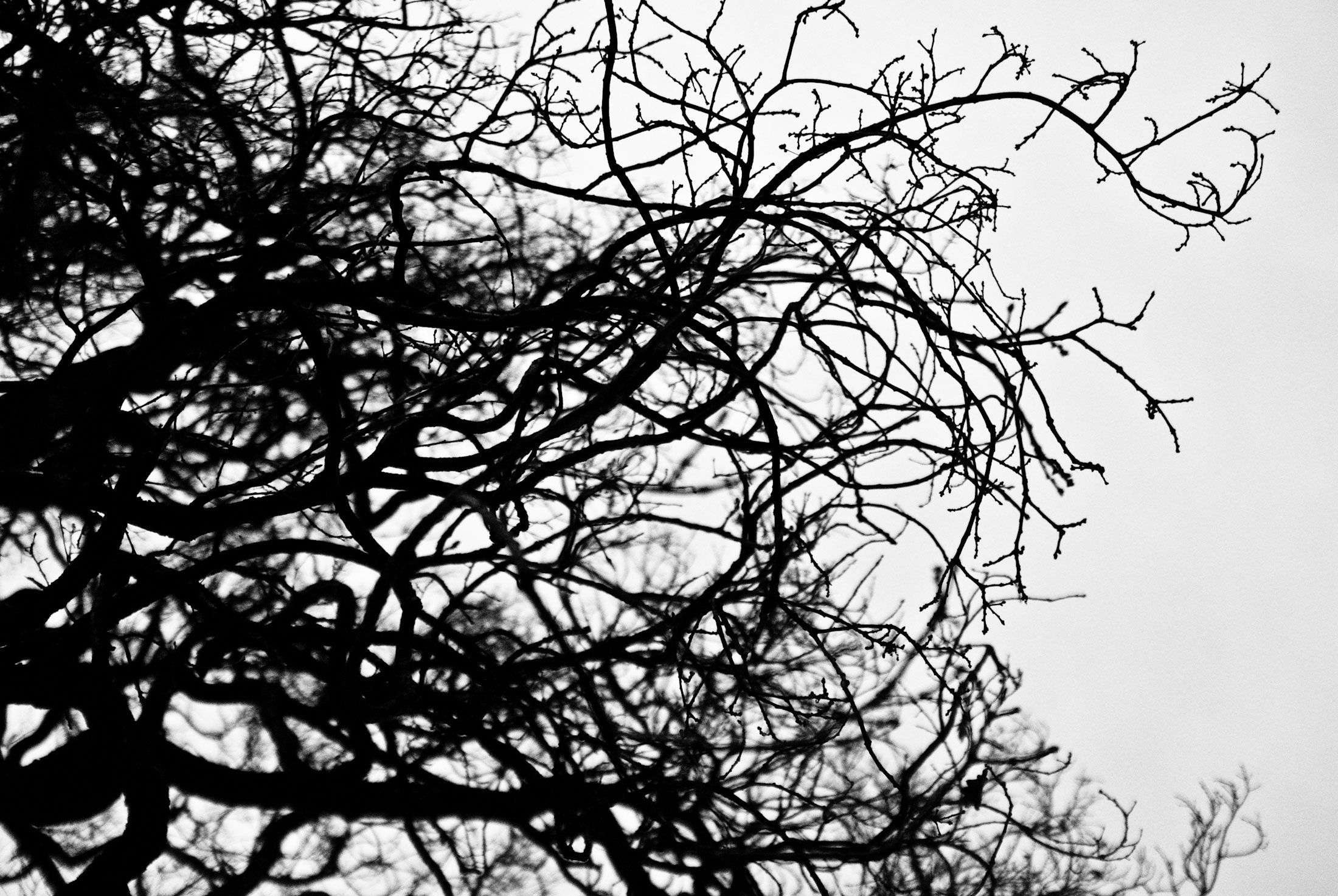 a black and white tree with no leaves