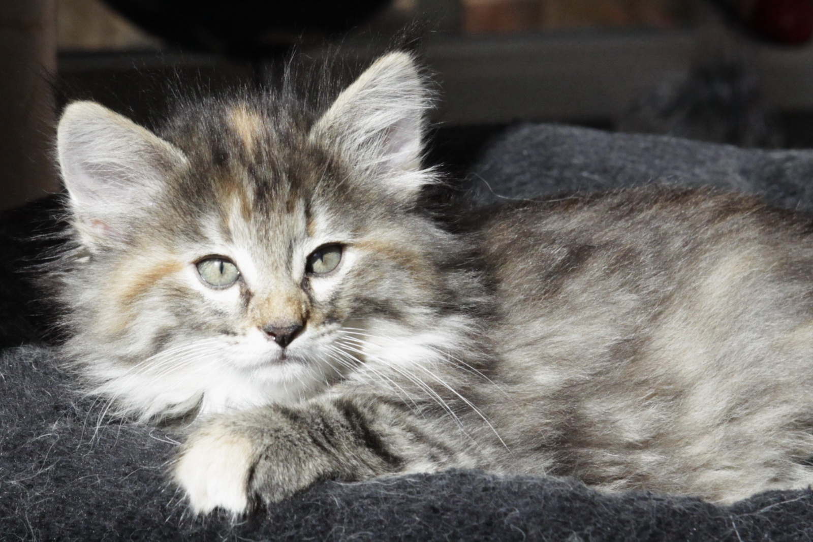 the kitten is lying on top of a bed