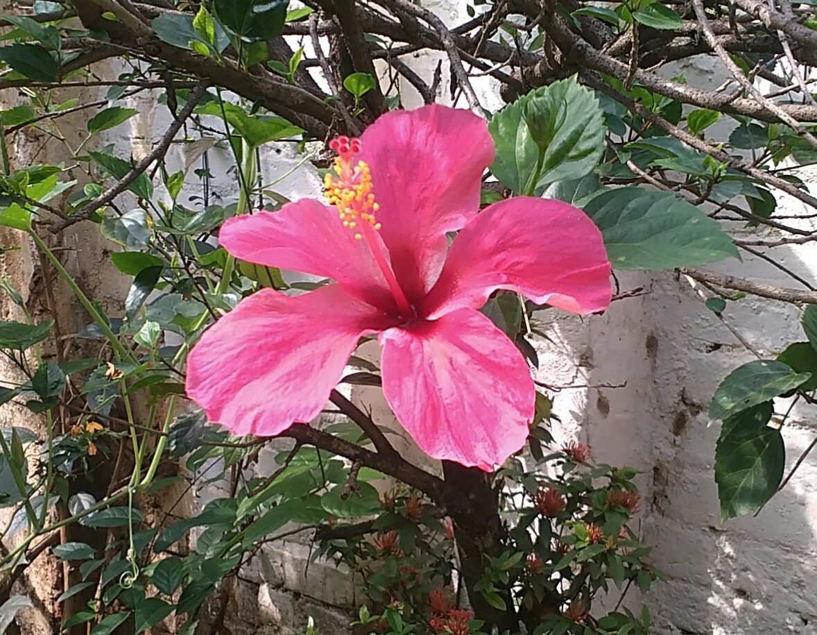 a pink flower sitting in front of a building