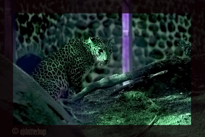 the leopard has black spots on it's fur