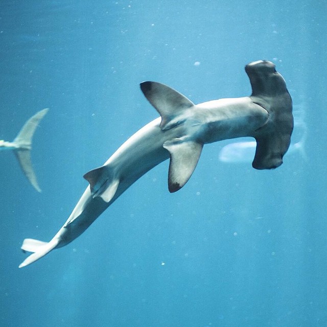 a shark swimming in the blue water