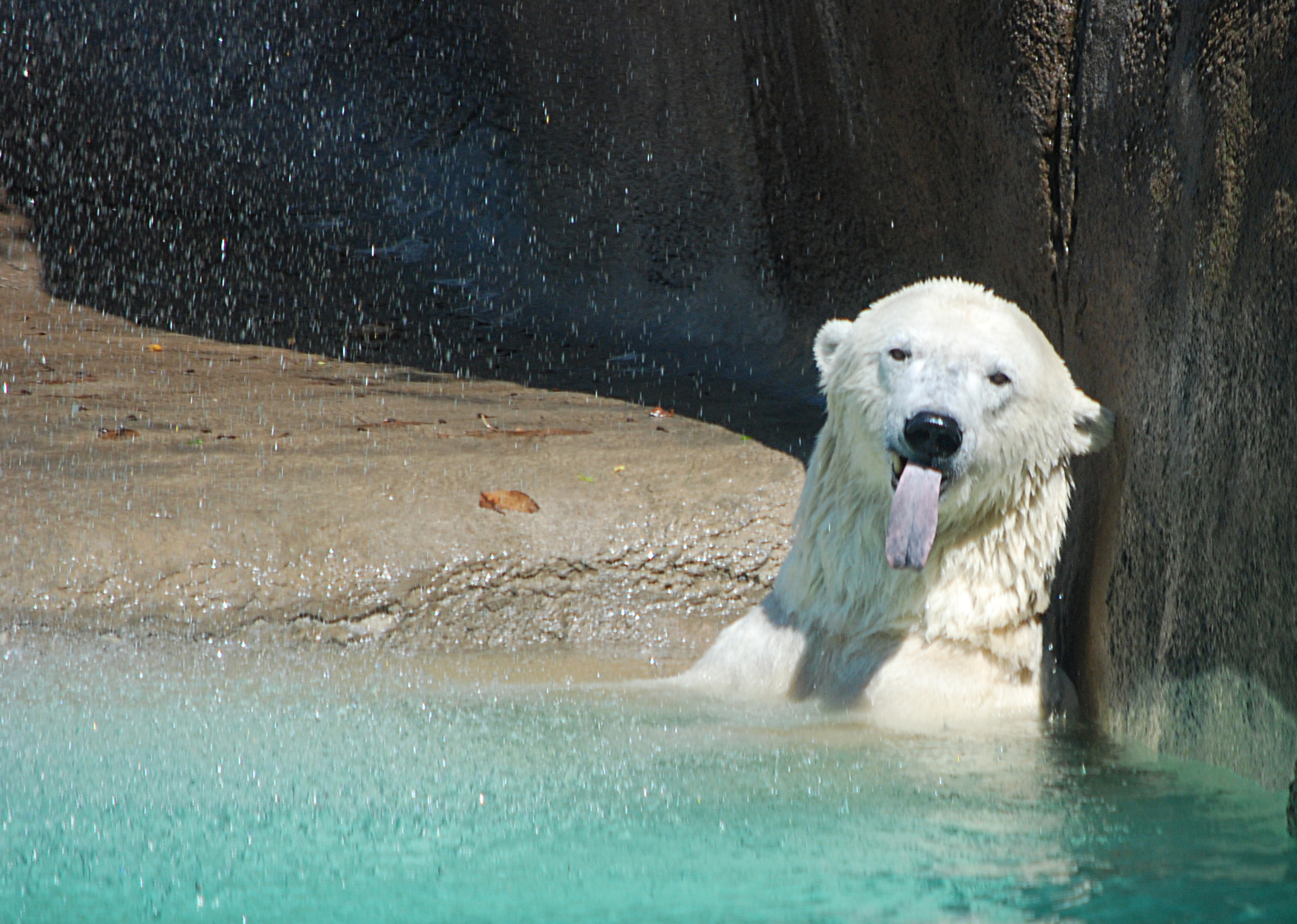 a polar bear sitting in some water with it's tongue out