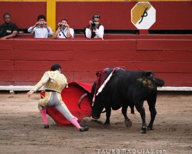 a woman being restrained by a bull with two bulls