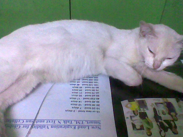the white cat is sleeping on some papers