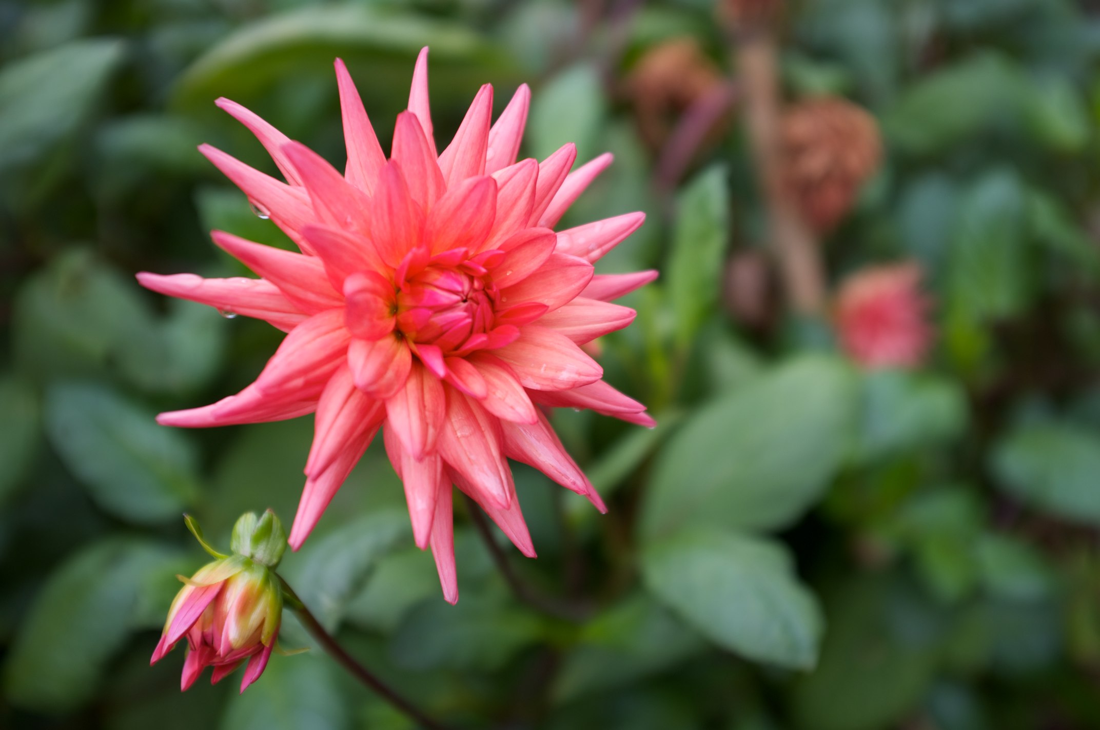 there is a large pink flower near many green plants