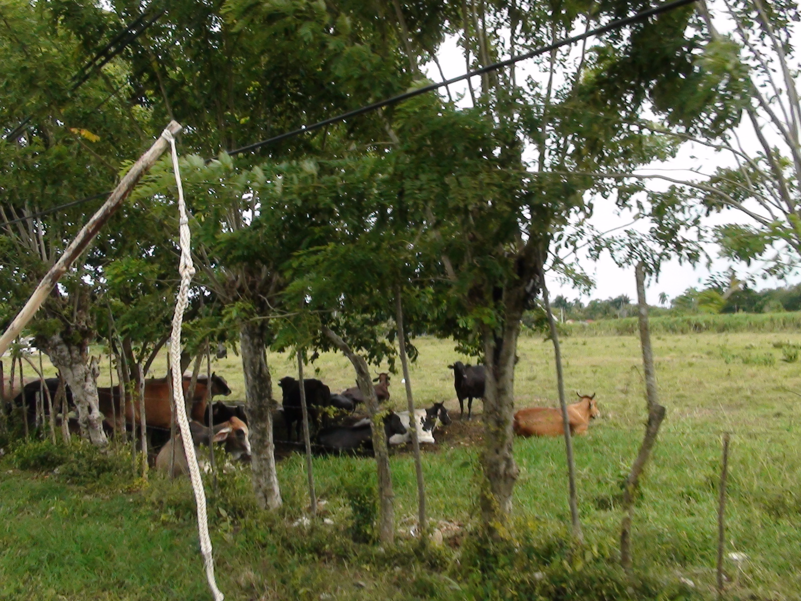 cattle are gathered under trees in the middle of a field