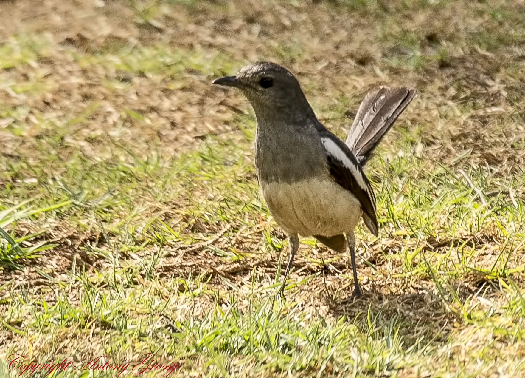 bird standing on grass looking at soing in the distance