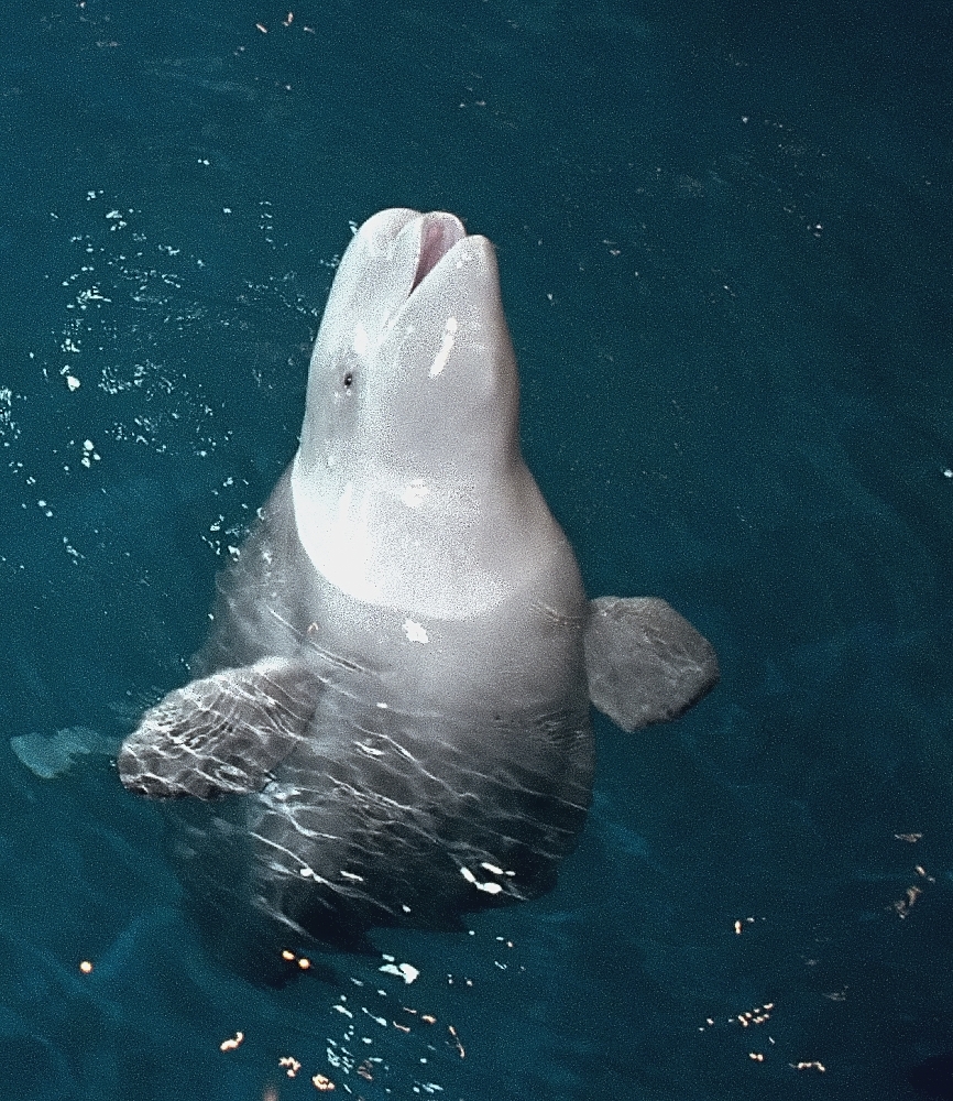 a white dolphin looking at the camera while in the water