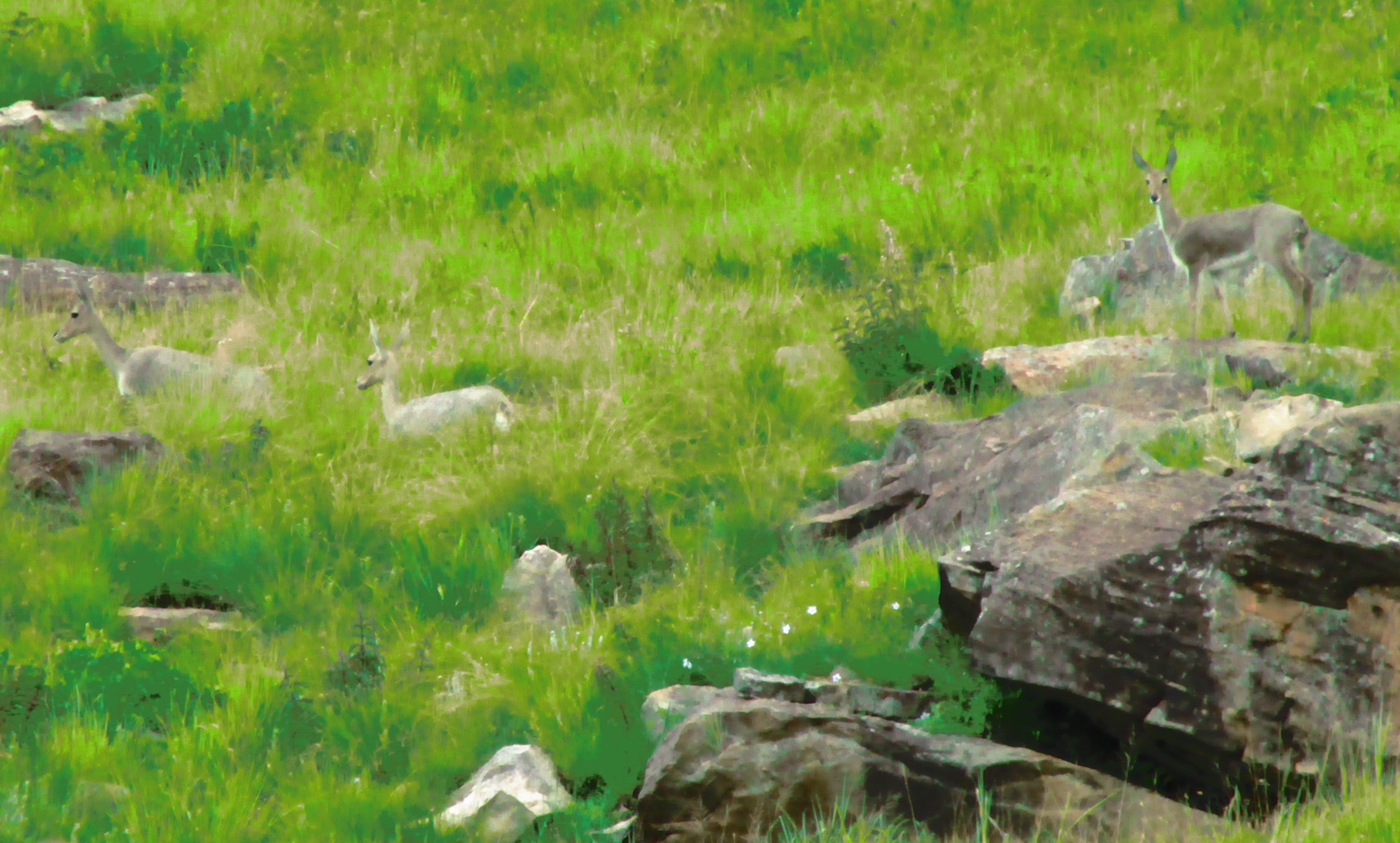 a grassy field has many rocks in it