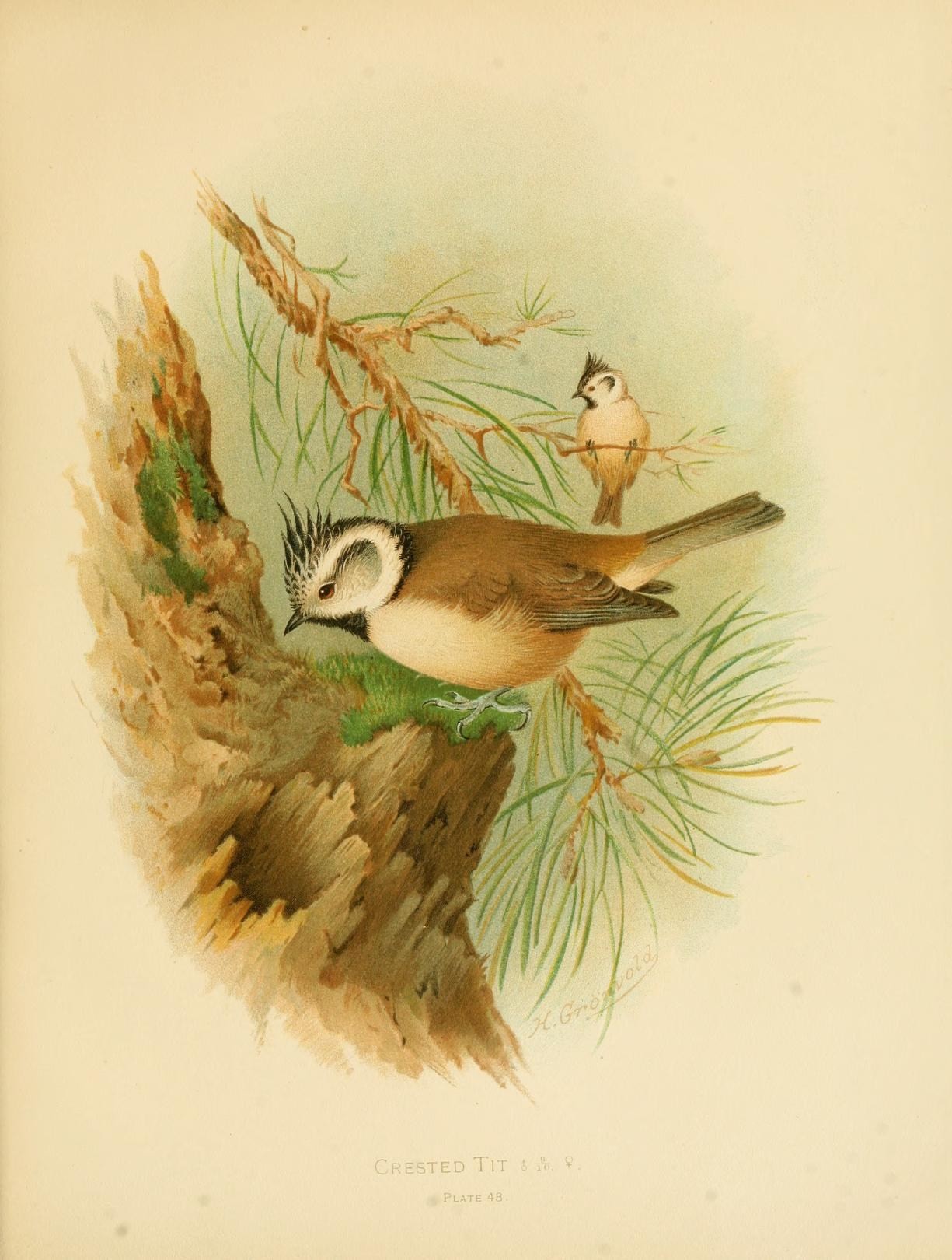 a drawing of birds sitting on a tree limb