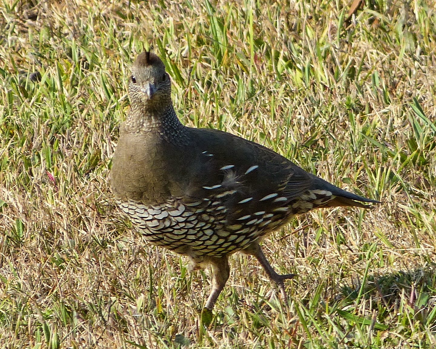 a bird that is walking through the grass