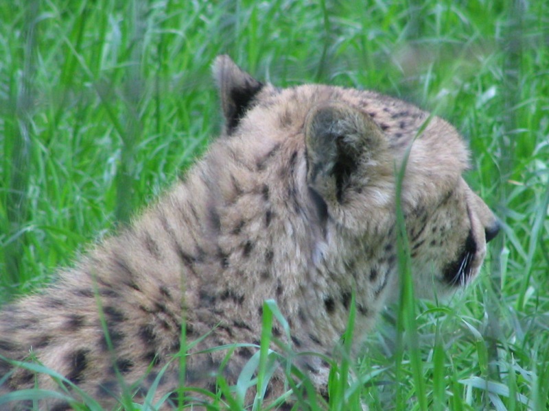 the cat is laying in the tall grass