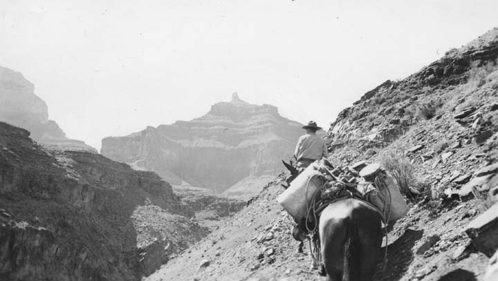 black and white pograph of donkeys in the desert