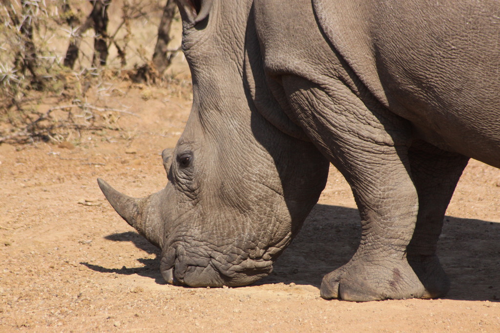 a rhino stands in the dirt while it rests