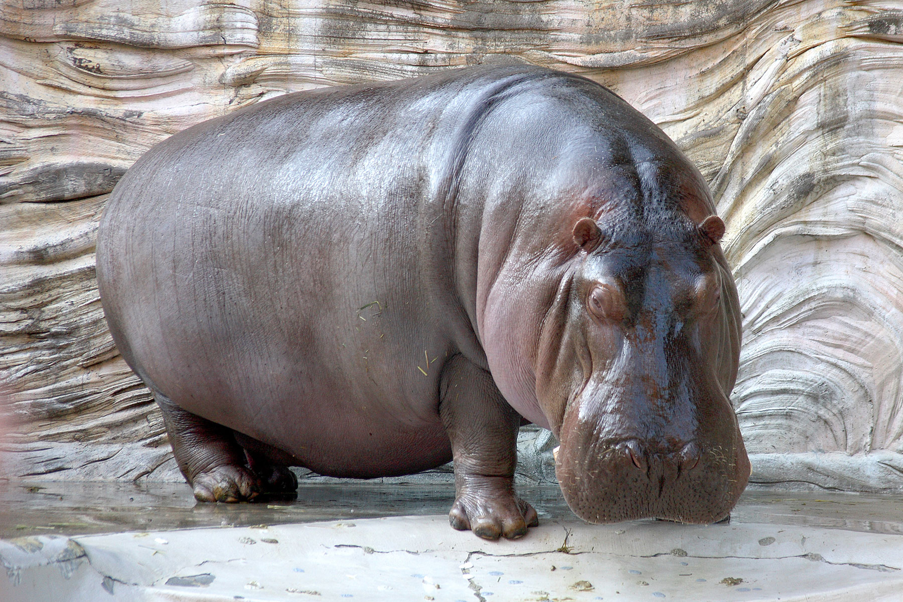 a hippo is standing on dirt, next to a rock wall