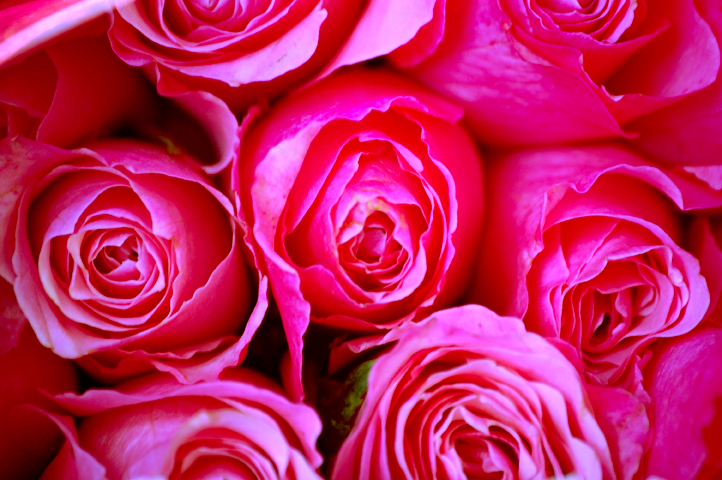 some pink roses close together on a table