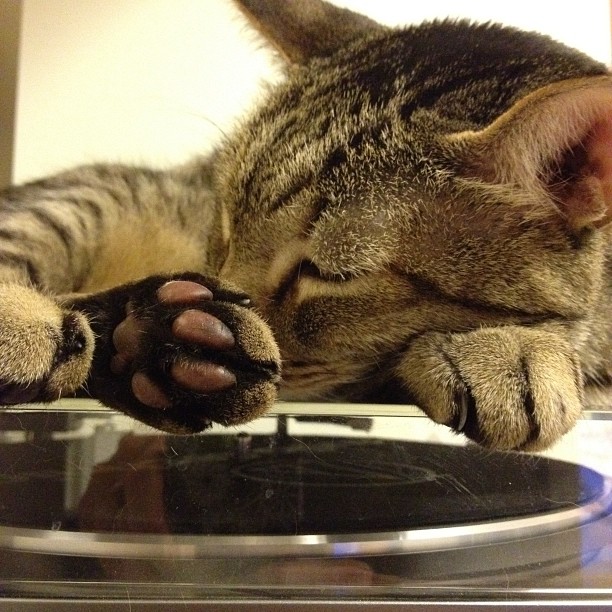 a cat that is lying on top of a turntable