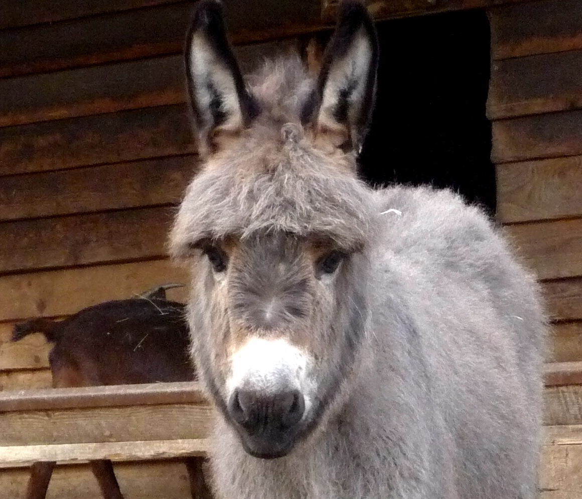 a donkey standing next to a wooden barn