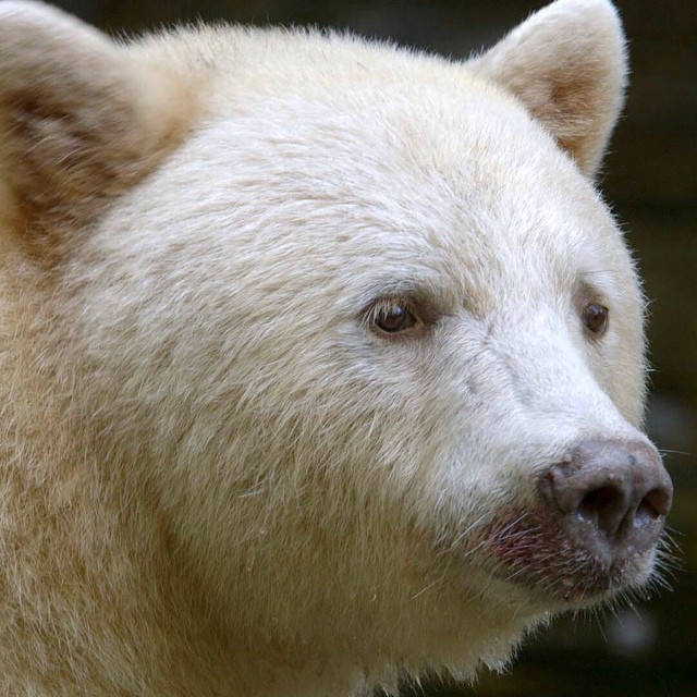 a white bear looking straight ahead in its enclosure