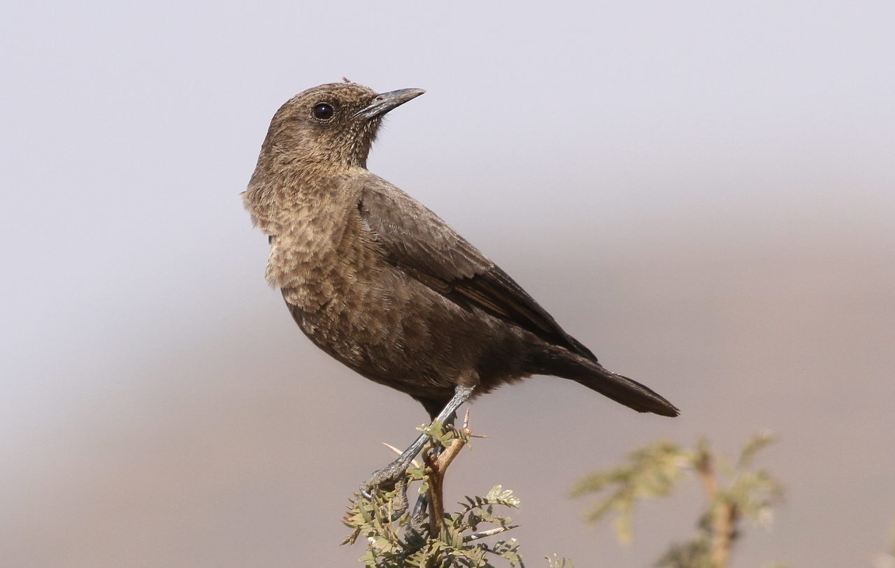 a small bird is sitting on top of a tree