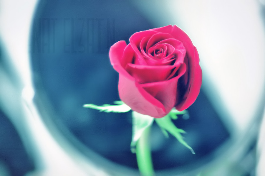 a pink rose with an artistic lens in the background