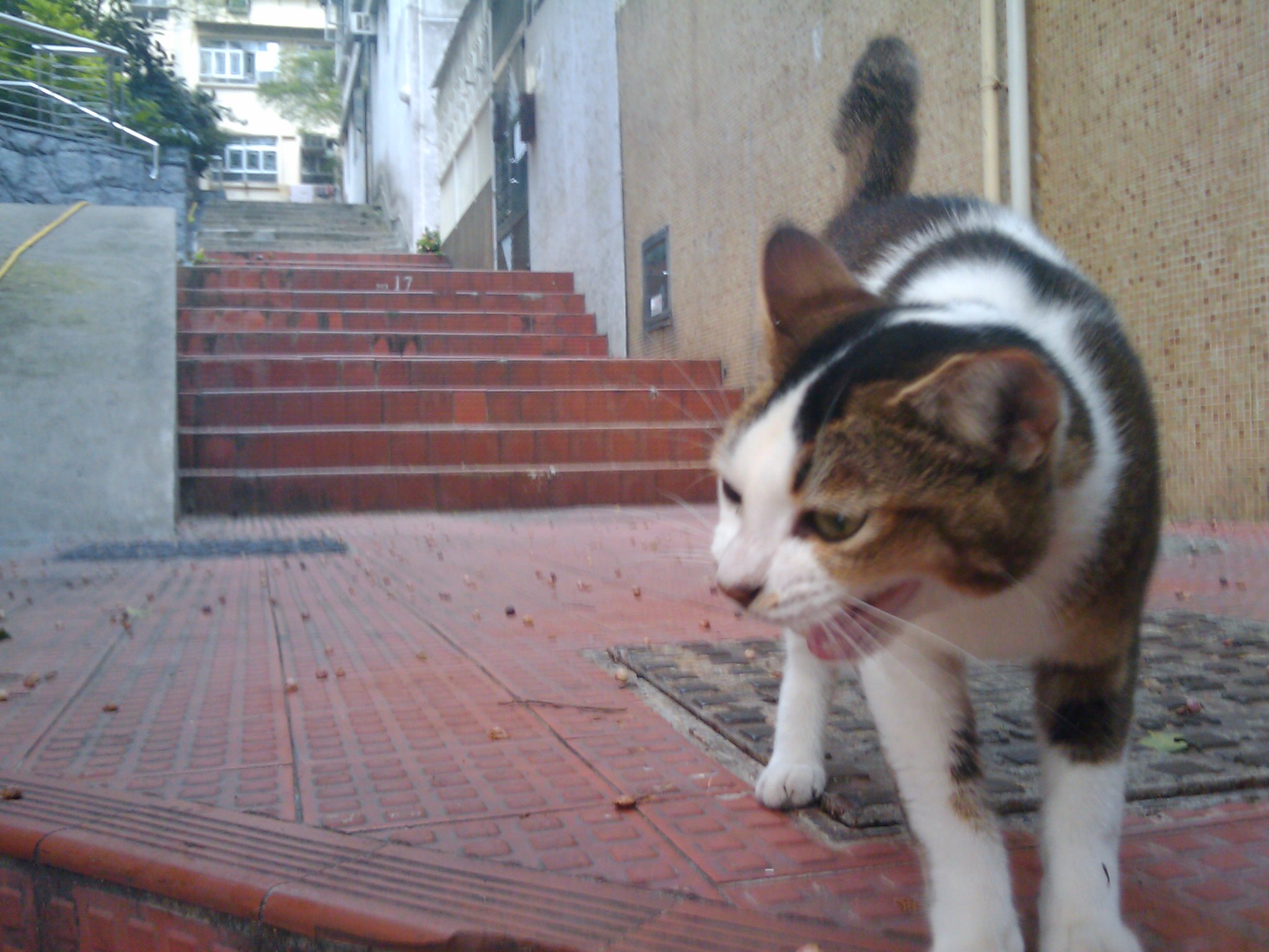 a brown and white cat walking down some steps