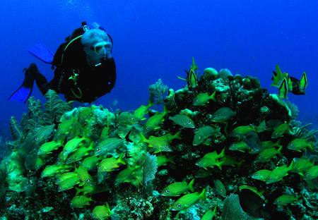 two fish on a rocky reef with corals